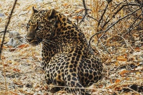 1 dag: Jhalana Leopard Safari + Abhaneri steg väl tur från Jaipur
