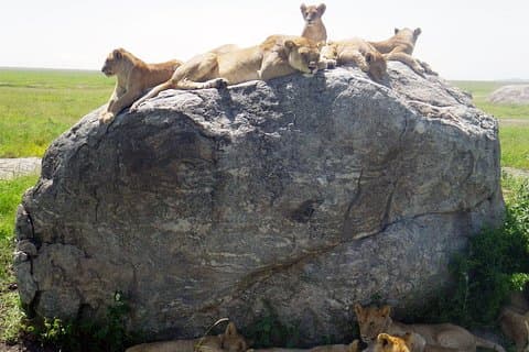 Tansania Safari mit Reiseleiter in italienischer Sprache, die große Migration der Serengeti