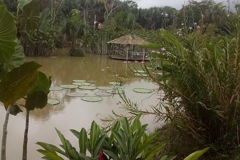Full Day Tour at Amazon River