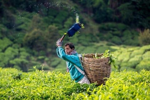 Cameron Highlands heldagstur fra KL (PRIVAT TOUR)
