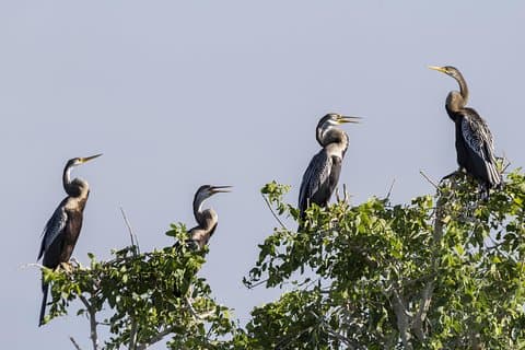 Safari privato al parco nazionale di Bundala con naturalista