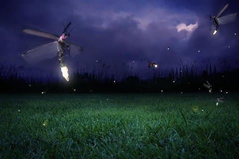 Glødende Kuala Selangor Firefly Tour