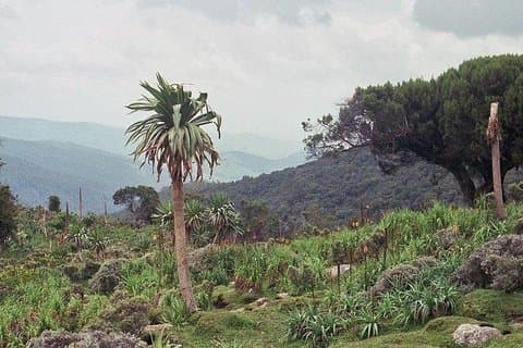 Bale Mountain 3 dages tur