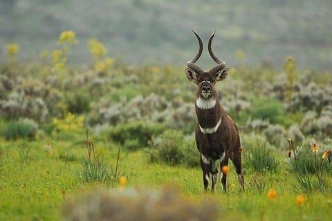 3 dages vandring ved Bale Mountains
