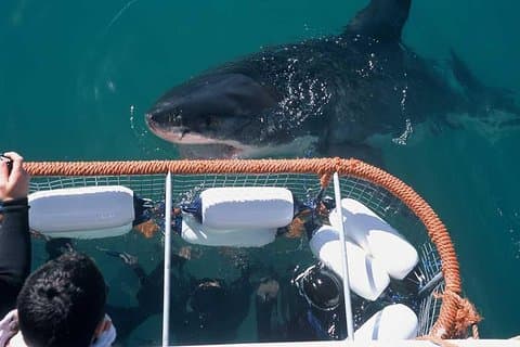 Mergulho e observação de jaulas de tubarão em False Bay