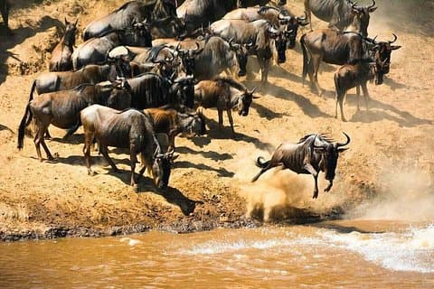 Wildebeest Migration Calving sesong 7 dager