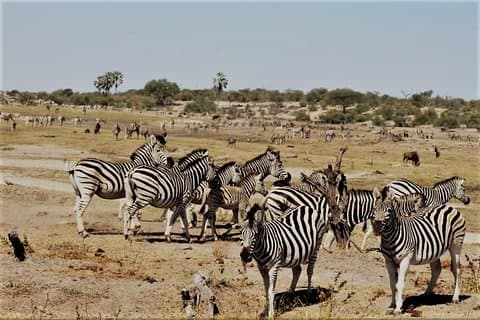 Safari de Mababe de 5 dias