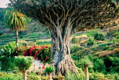 Teide-Icod-Garachico-Masca (Most popular bus tour in Tenerife)