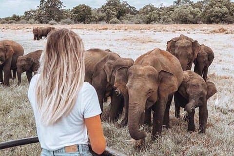 Excursión de tuk tuk desde Kandy a Sigiriya y Minneriya Safari.
