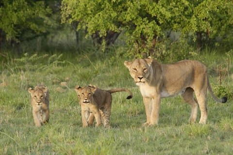 Botswana Chobe National Park Classic Safari -10 nights/11 days