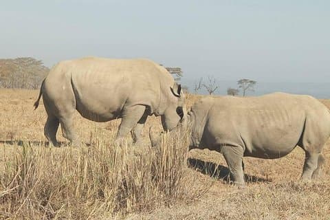 7 dagar maasai mara - Lake Nakuru - Lake naivasha - amboseli safari.