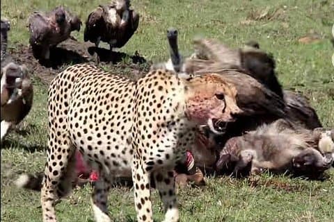 Safari de acampamento de grande migração de 3 dias na Reserva Nacional Masai Mara, Quênia