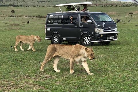 6 Tage unvergessliche Safari in Masai Mara, Nakuru und Amboseli, Kenia