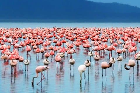 5 Tage Budget Safari in Kenia