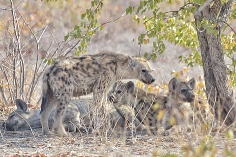 Victoria falls- Okavango Delta Safari (11 nights/ 12 days)