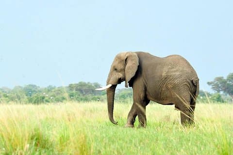 5 Days Great Migration and Budget Safari in Tanzania