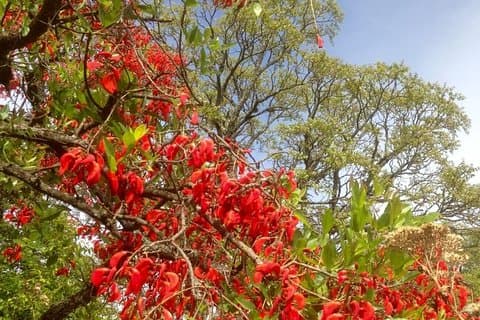 Senderismo en el bosque nuboso