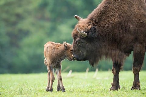 Bialowieza Nationalpark Small Group Tour fra Warszawa med frokost inkluderet
