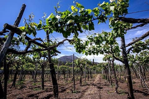 Mount Vesuv og vinsmaking med privat lunsjtur fra Amalfikysten