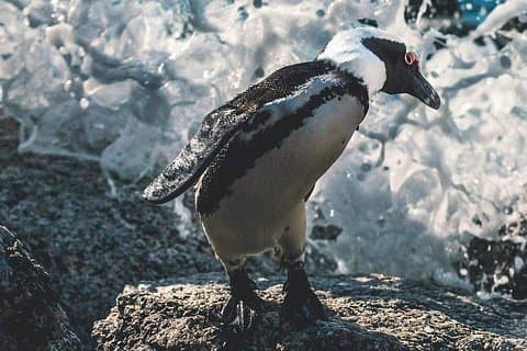 Private Cape Peninsula Tour