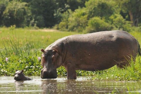 Uganda: fauna selvatica di fascia media di 10 giorni, Big-Five, Gorilla Safari