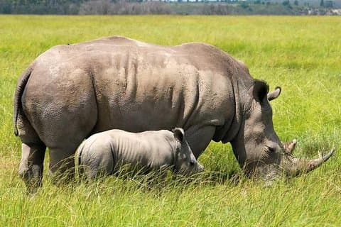 8 Days Maasai mara - Ngorongoro - Serengeti - Lake Manyara safari