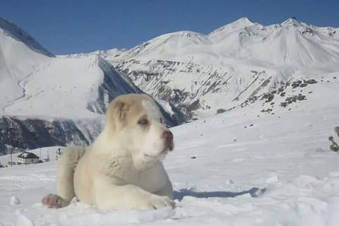 Private Ski Tour to Gudauri ski resort from Tbilisi