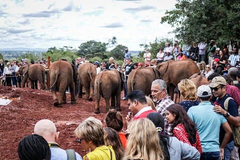 Nairobi City Safari : Parco e orfanotrofio degli elefanti