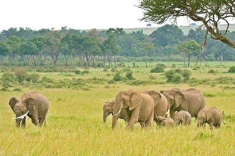 3 Days Best of Tanzania Safari