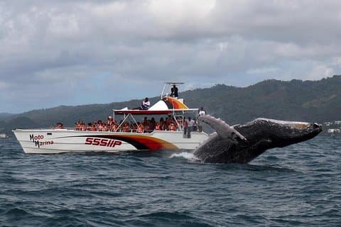 バカルディ島と昼食付きのサントドミンゴからのホエールウォッチングツアー