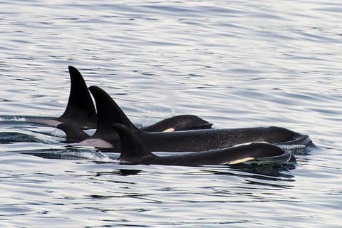 Kenai Fjords Orca Quest Cruise
