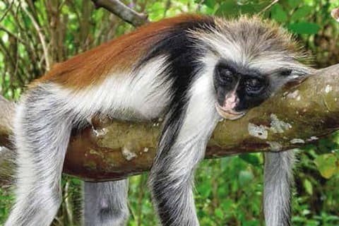 Visite à pied d'une demi-journée dans la jungle de Jozani