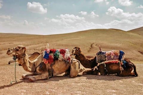 3 days luxury Desert tour & Camel trek, where night full of stars