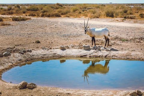 Private Desert Castles, Shaumari Reserve & Azraq Tour from Amman