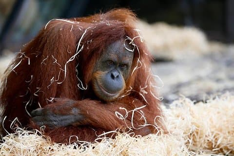 Reguläre Eintrittskarte für den Zoo von Melbourne