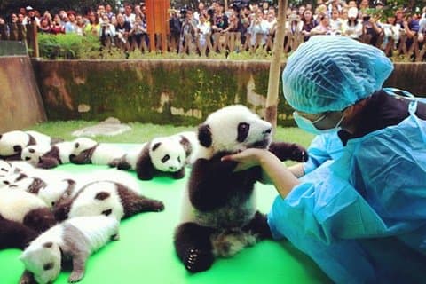 Privat halvdagstur Chengdu Panda avlsenter