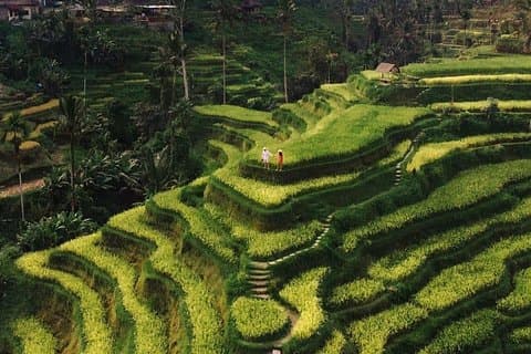 Privat Ubud-tur