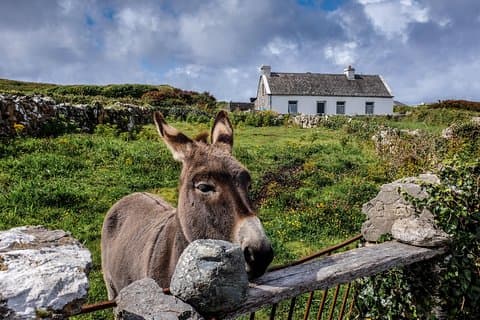 Dagtrip naar Inis Mór (Aran-eilanden): retourveerboot vanuit Rossaveel, Galway