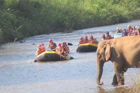 Toppval - hel eller halv dag @Elephant i Wild Sanctuary ChiangMai