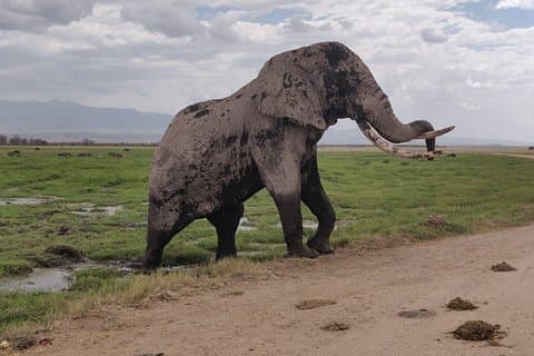Viagem de um dia para Amboseli !!