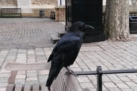 Privérondleiding Tower of London