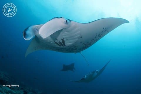 ヌサ レンボンガンとペニダでの認定ダイバー向けの 2 ～ 3 ダイブ (レンボンガン島)