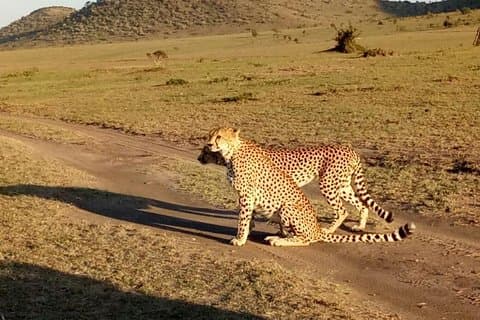 5-tägige Kenia Budget Camping Gruppen Safari Tour