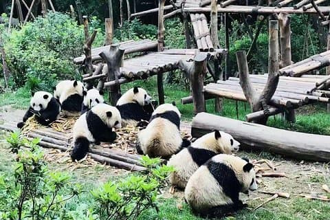 Viaggio privato di 4 ore al centro di ricerca Panda gigante di Chengdu