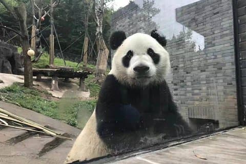 Tour di Panda Day di Chengdu personalizzabile all-inclusive