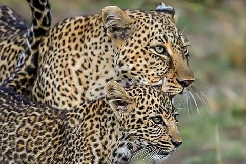 Leopard Safari in 4x4 Vehicle in Jhalana Park Including Transfers