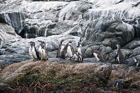 Penguin Watching-Navigation HorseRide BBQ From VALPO Private Tour