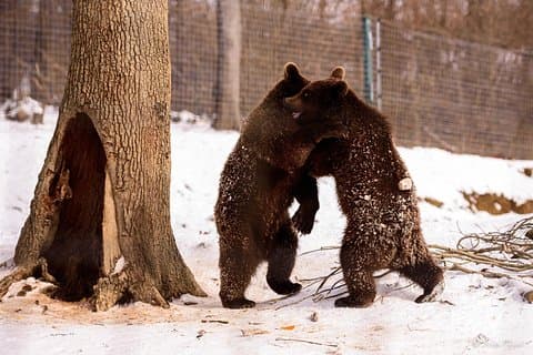 Bears Sanctuary & Dracula Castle - inclusief tickets