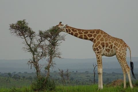 Tour asombroso de doce días en Uganda