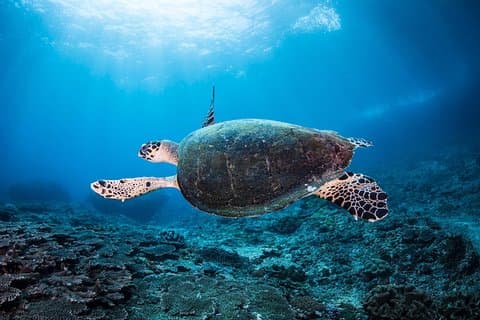 Discover Scuba Diving in Pemuteran - Diving Initiation in Bali (Menjangan Park)